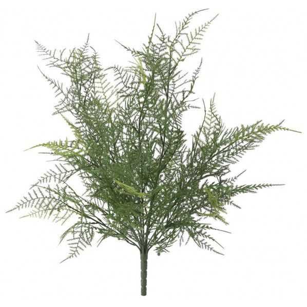 アスパラガスブッシュ GL -5265GR 1本