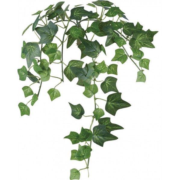 イングリッシュアイビーバインS