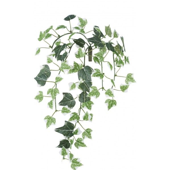 ホーランドアイビーバインS