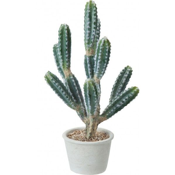 カクタスポット