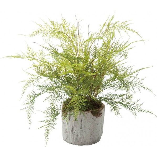 アスパラポット GLA-1468GR 1個