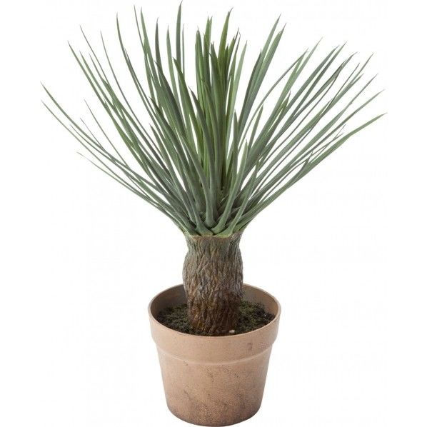 ユッカロストラータ GLA-1473GR 1本