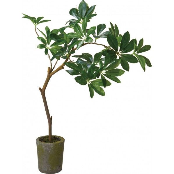 ワインドシェフレラ GLA-1474GR 1個