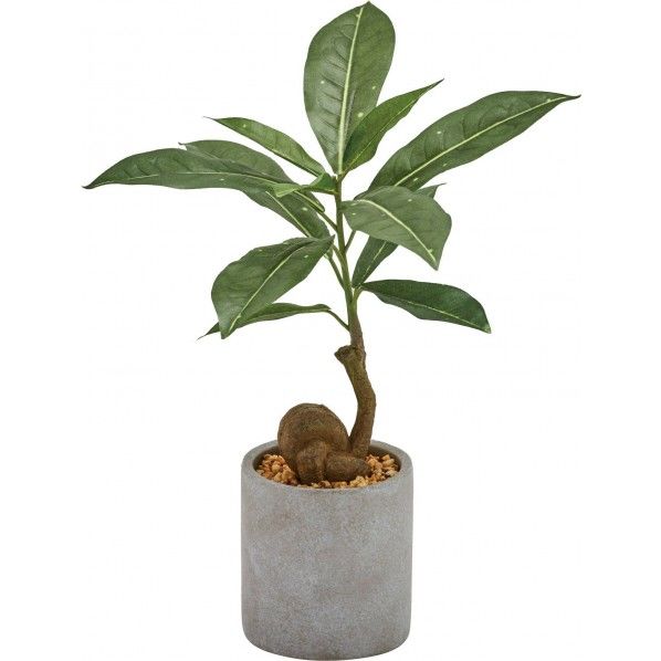 コーヒーノキセメントポット GLA-1521GR 1個