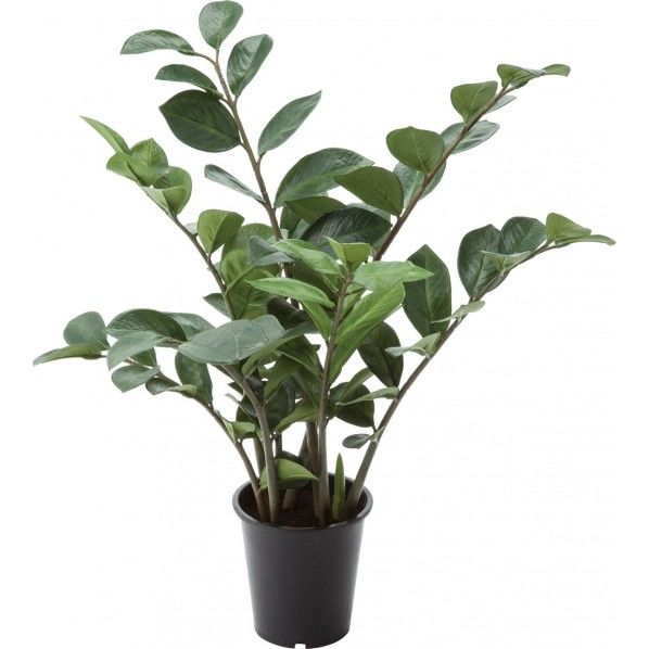 ザミフォリアポット GLP-1515GR 1本