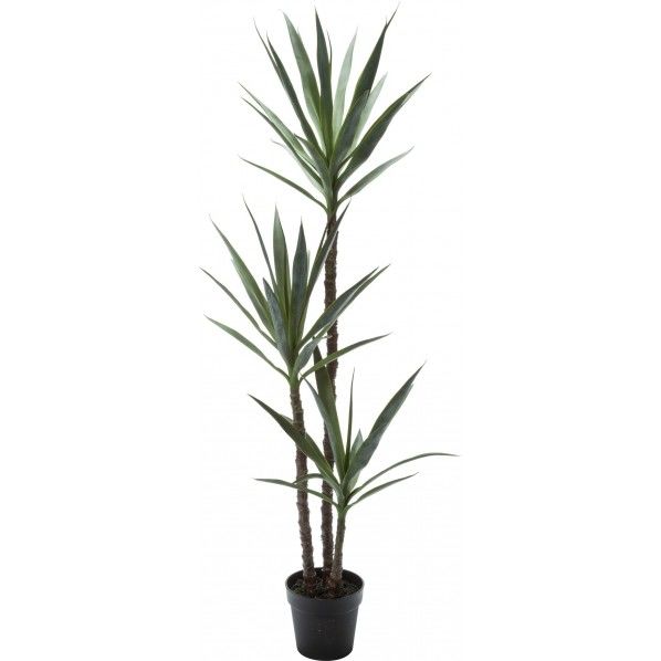 ユッカエレファンティペス GLP-1519GR 1個