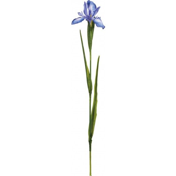 リョウカアヤメ FS -7916BLU 1本