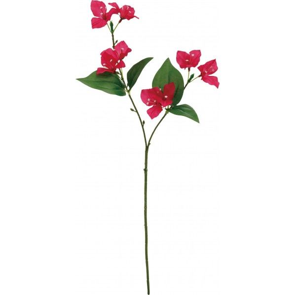 ブーゲンビリアスプレー