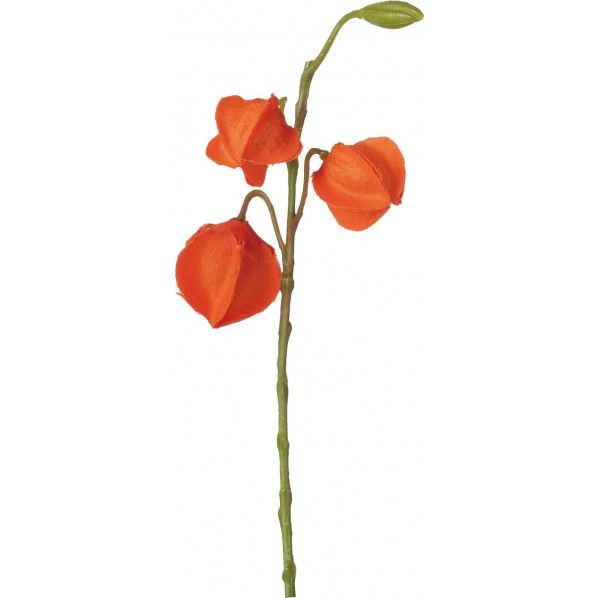 ミニホオズキ FS -8328OR 1本