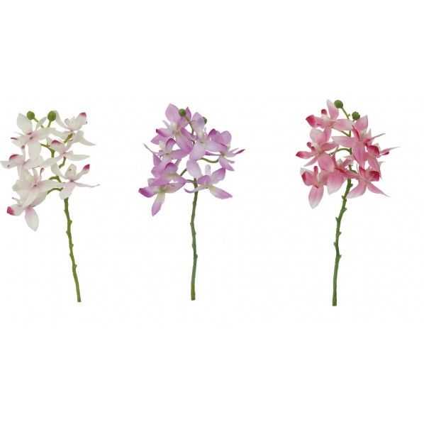 ミニシンビジューム 3AST FF -2976AST 1本