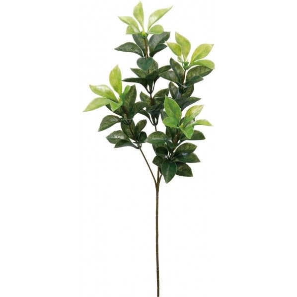 プラシキビM FG -5095GR 1本