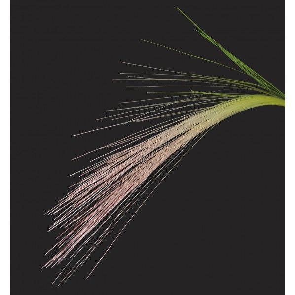 ホルデュームジュバタム FG -5114G/L 1本