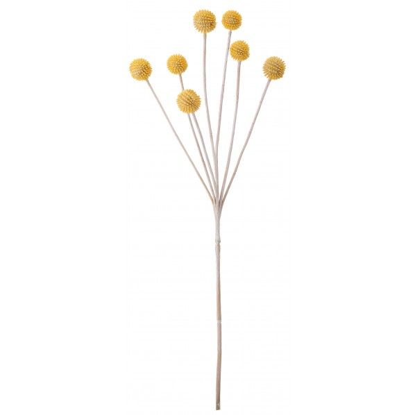 クラスペディア FG -5126Y 1本