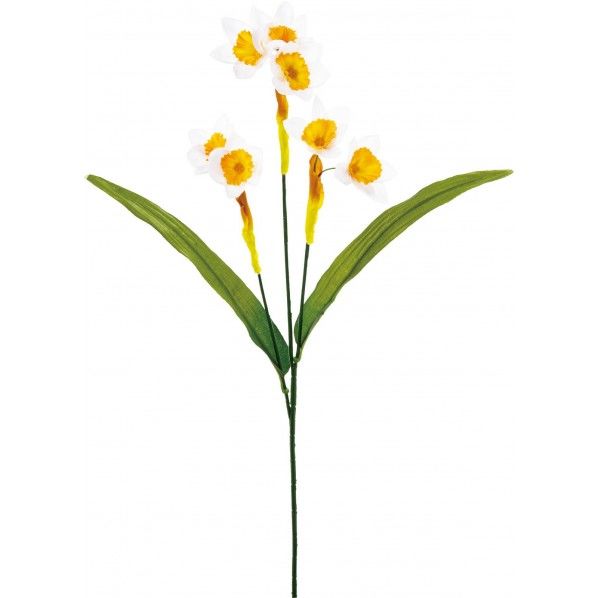 ニホンスイセン