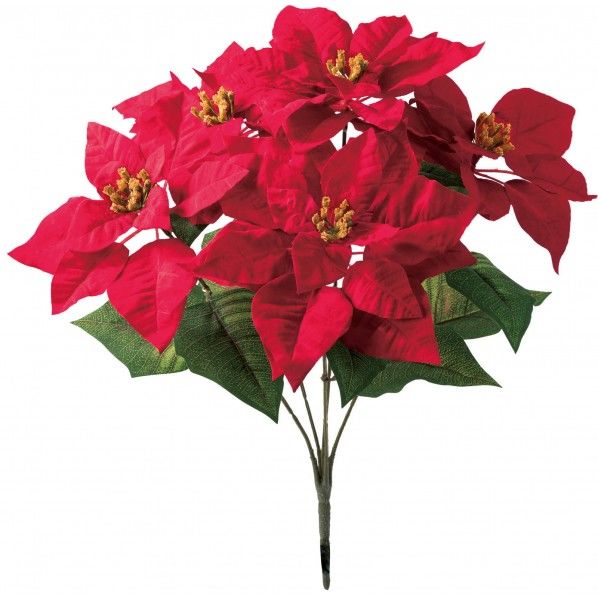 ジャンボポインセチアブッシュM FS -6059R 1本