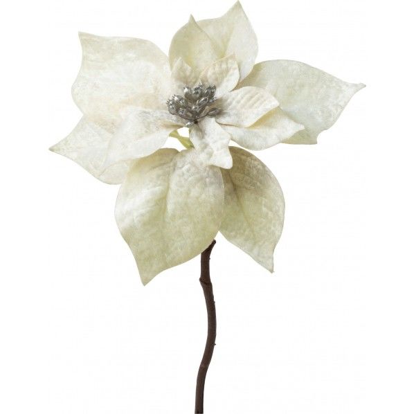 ベルベットポインセチアピック