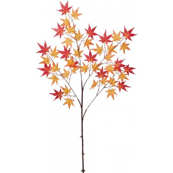 モミジオオエダ