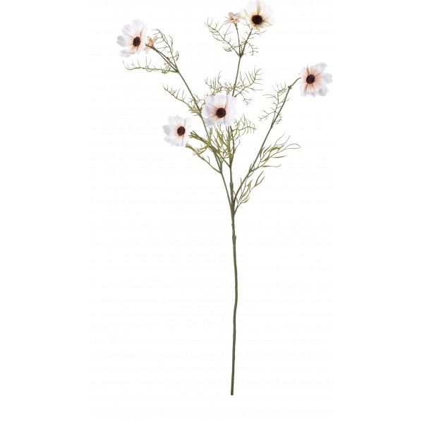 チョコレートコスモス FS -9079BE 1本