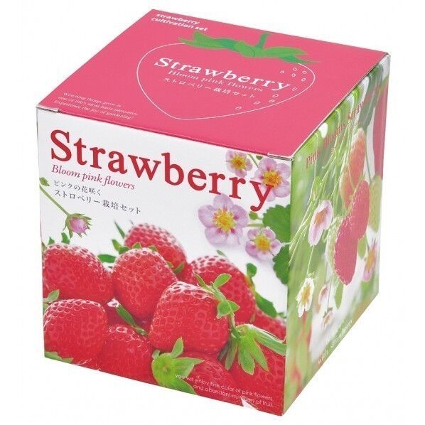 ピンク花咲くストロベリー栽培セット