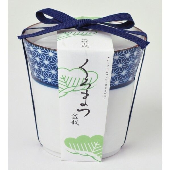 小紋盆栽栽培セット 黒松 GD-45201 1個