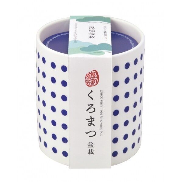 豆絞り盆彩栽培セット 黒松 GD-88901 1個