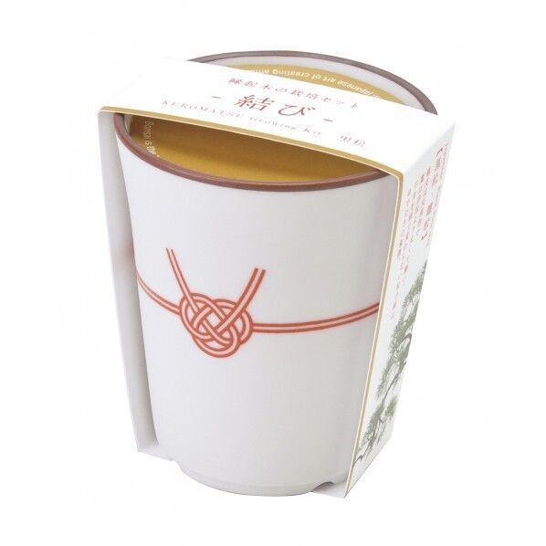 縁木栽培セット 結び 黒松 GD-88801 1個