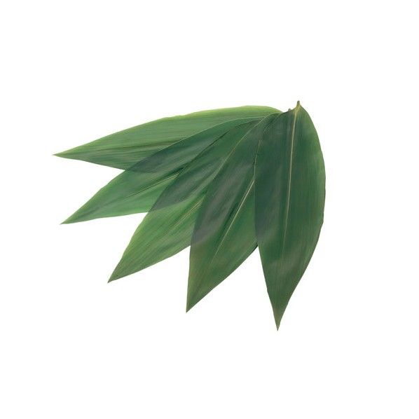 真空笹葉 L XOI3003 100枚