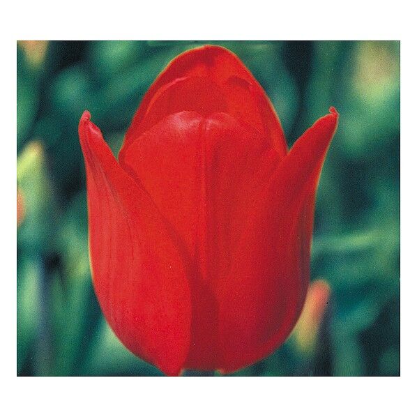 ☆チューリップ赤(球根) 2780 1