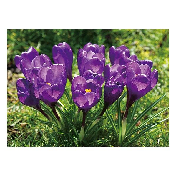 クロッカス 紫 8cm(球根) 球周80mm以上 3038 1個
