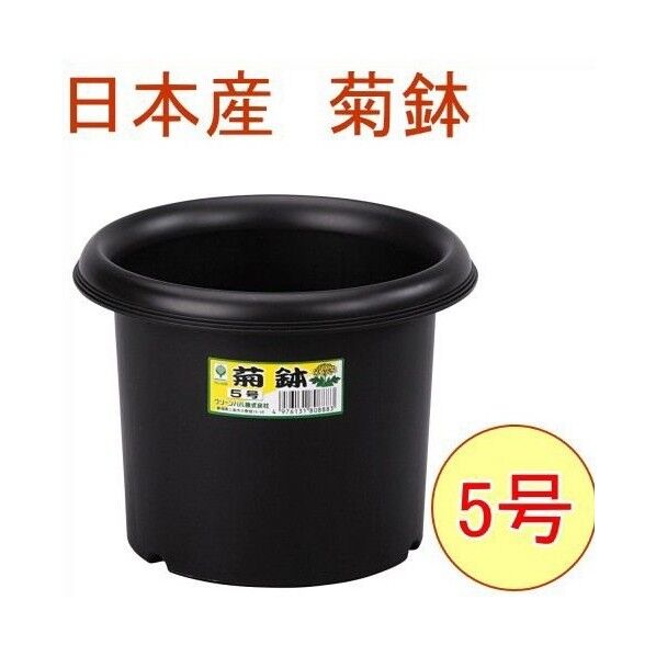 菊鉢5号 1個