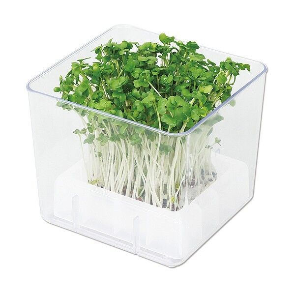 スプラウト栽培キット カイワレダイコン(夏工)