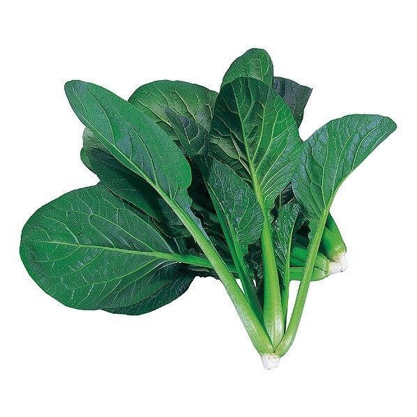 水耕栽培ユニット ベビーコマツナ