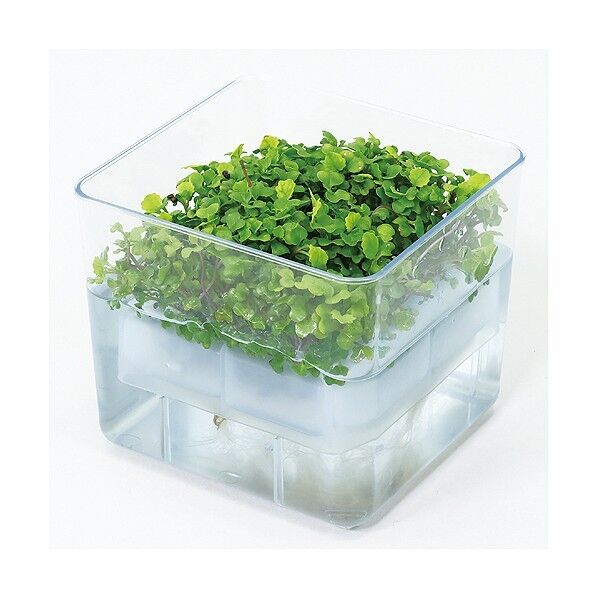 水耕栽培ユニット ベビーリーフミックス