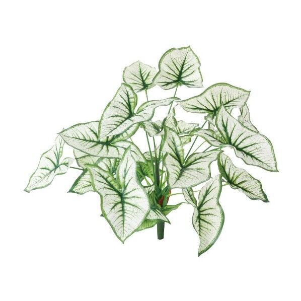 カラジュームブッシュ ホワイトグリーン 全長45cm･葉径10～14cm･幅45cm GL-5307W/G 1本