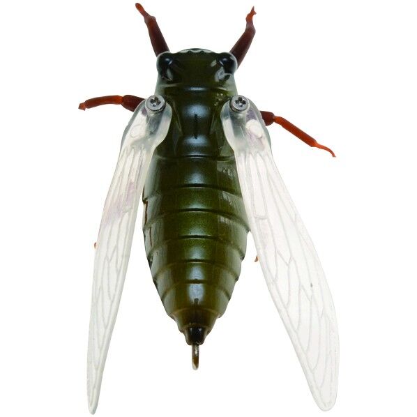 生蝉 _ KMZ(クマゼミ) 1個