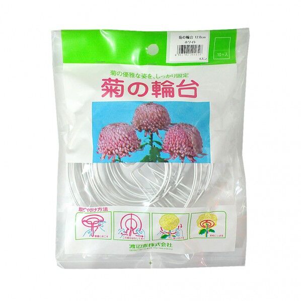 渡辺泰 菊の輪台 12cm 10入 10個
