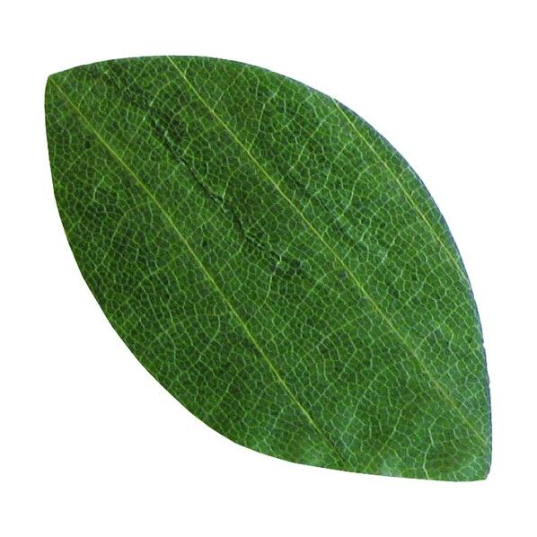 ヤマコー プチ干朴葉懐敷(緑) 23920 葉型 QHO1101 50枚