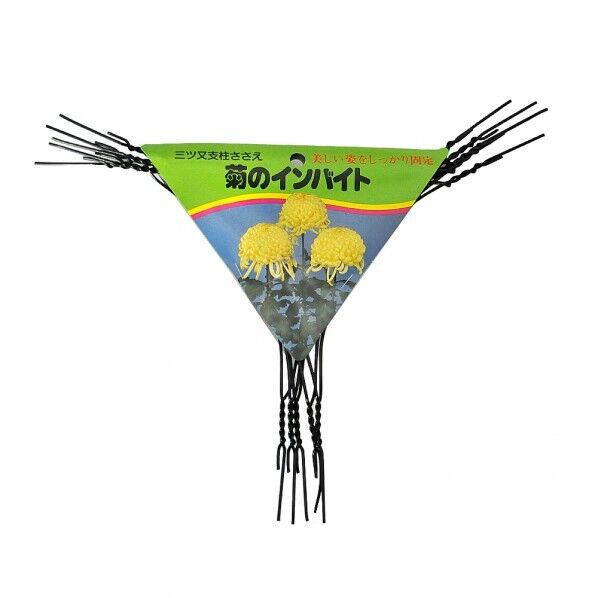 菊のインバイド 5本入 5本