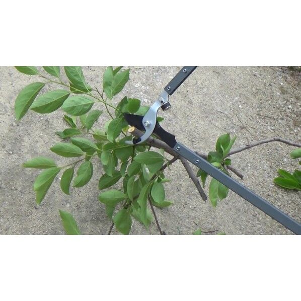 seeeasr様 FG 強力太枝切鋏| 製品情報 | 浅香工業株式会社
