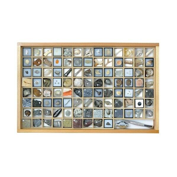 化石標本(化石標本100種) 3-654-06 1セット