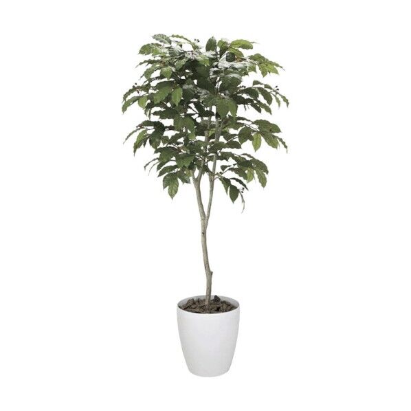 コーヒーツリー1.8m 6300029286 1点