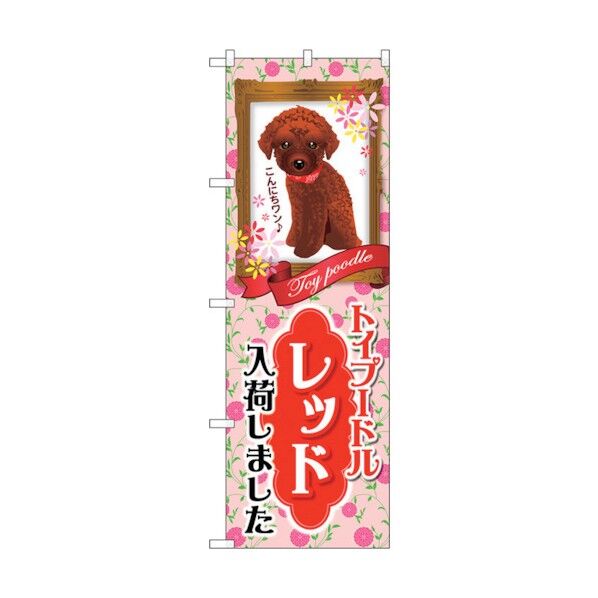city のぼり旗 トイプードル レッド 入荷 No.GNB-2466 W600×H1800 6300013115 1点