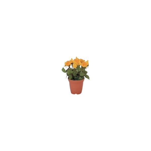 造花鉢
