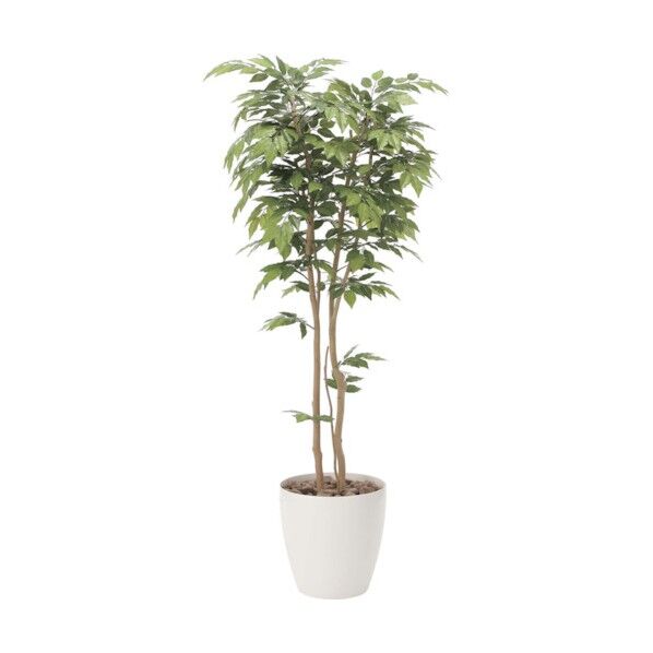 ケヤキ1.8m 6300029284 1点