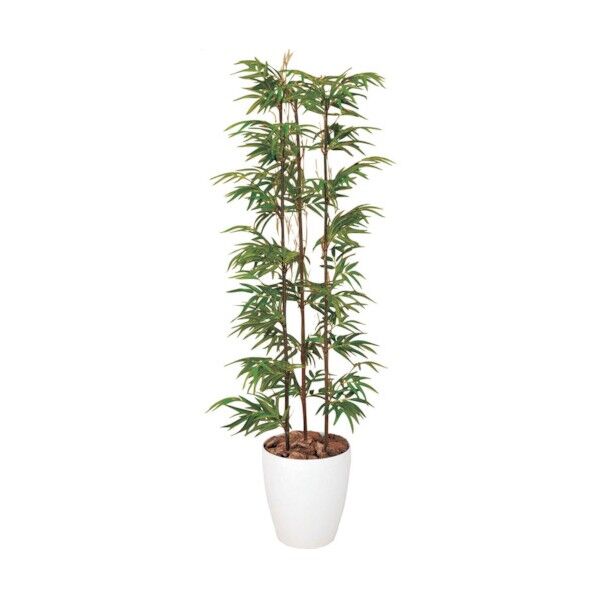 黒竹 1.5m 6300029257 1点