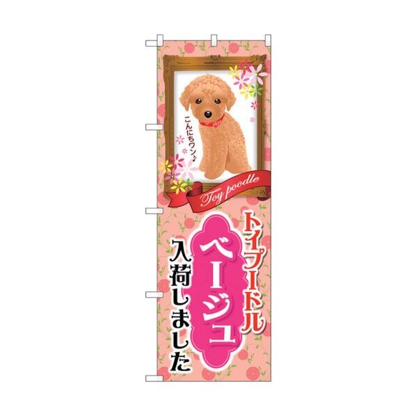 city のぼり旗 トイプードル ベージュ 入荷 No.GNB-2464 W600×H1800 6300013113 1点