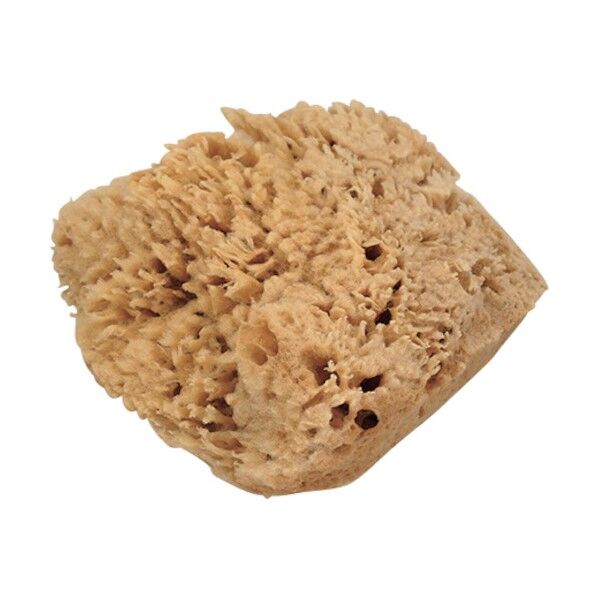 天然海綿 ハニコム種 Lサイズ