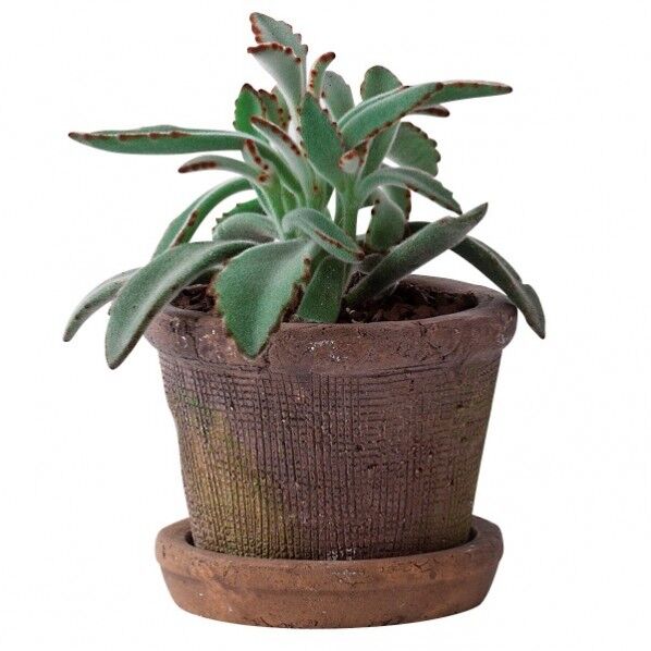 アガベポット 11.5