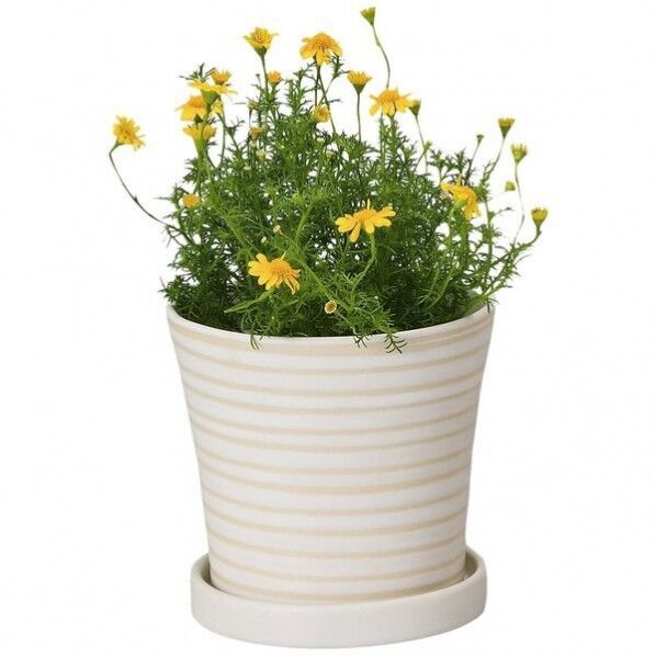 パステルホルベL ホワイト