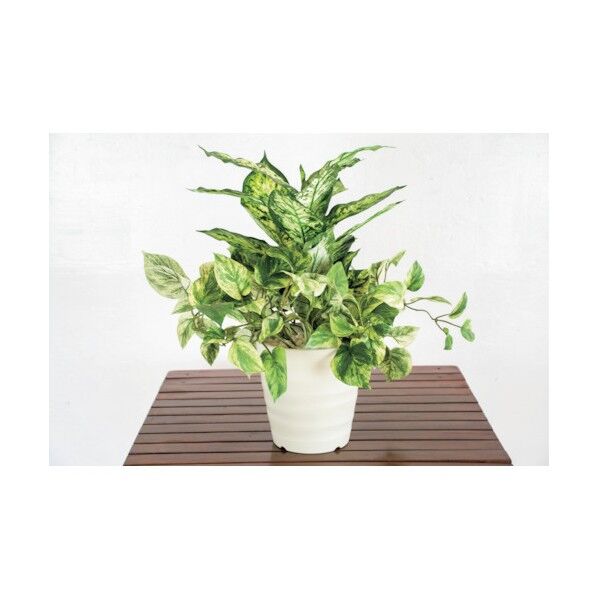 グリーンクロス 人工樹木/人工観葉植物 ディフェンバキア寄植 6300028770 1点